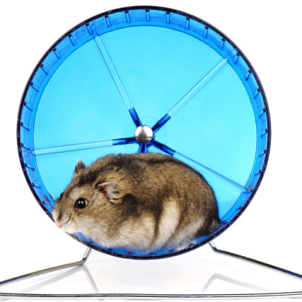 Raus aus dem Hamsterrad