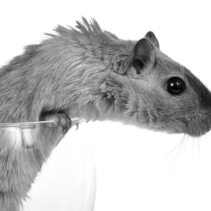 Plüss' Punkte: Ratten& Nasenlöcher