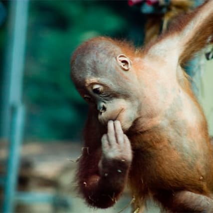 Plüss' Punkte — Orang-Utans können pfeifen lernen