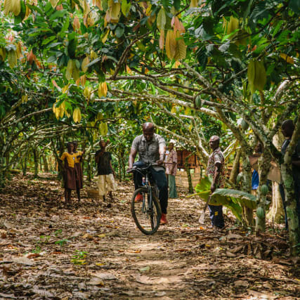 Dem Kakao in Ghana auf der Spur 