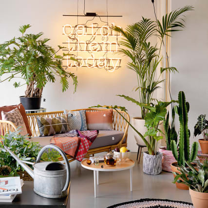 Trendige Zimmerpflanzen 