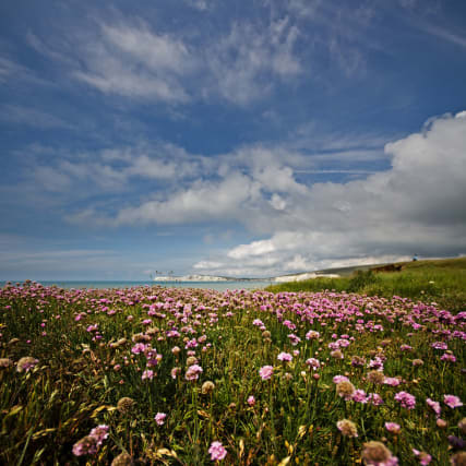 Kosmetik mit der Urkraft der Natur