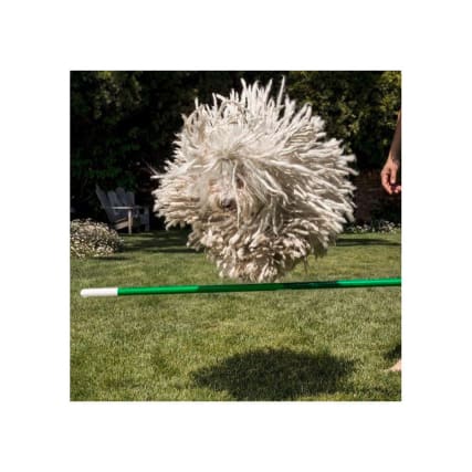 Die Haustiere der VIPs