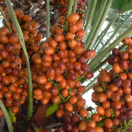 Datteln – Die Fruchtbarkeitsfrucht