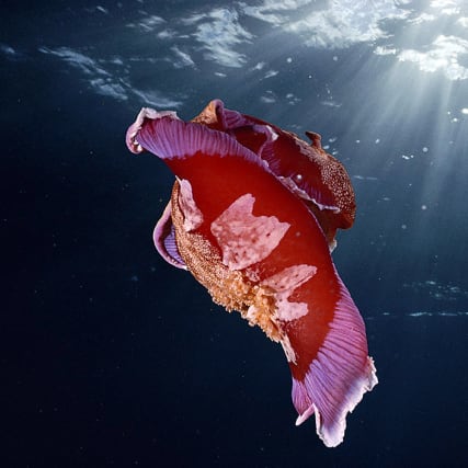 Muck-Fische - Schau an!