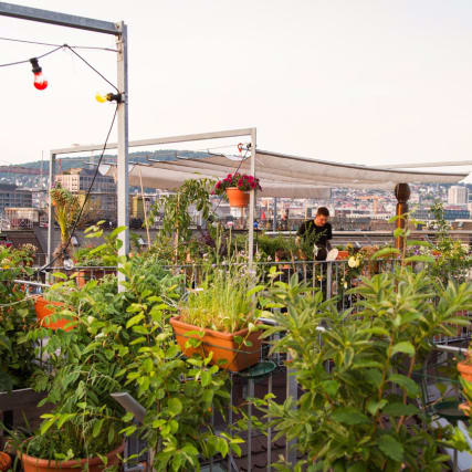 Es grünt so grün...