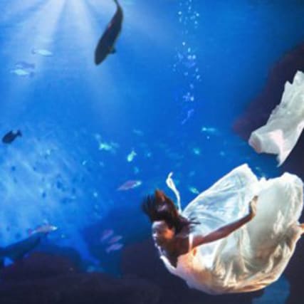 Heiraten im Haibecken