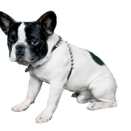 Dsquared 2 Dog - Hundeherz