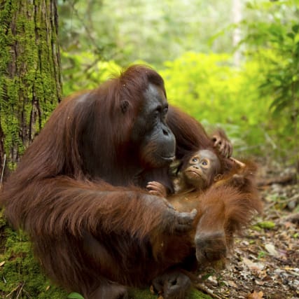 Orang-Utans erforschen
