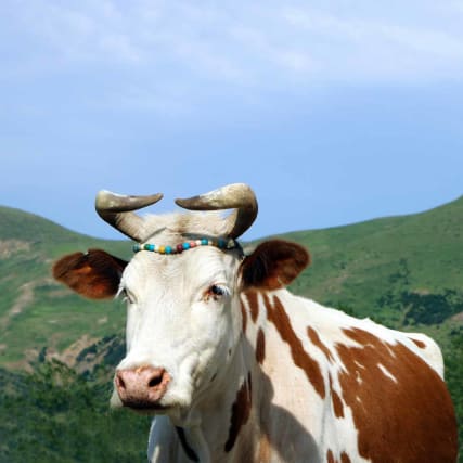 Grüne Frage: Was ist eigentlich Demeter?