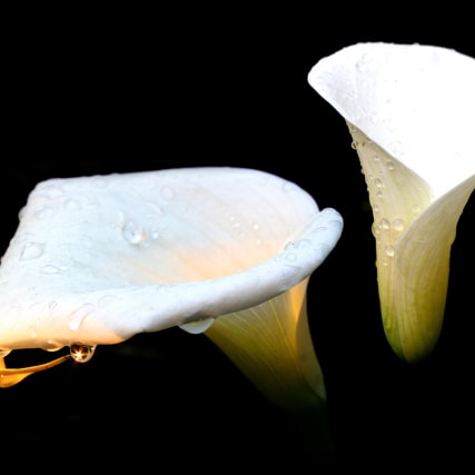 Die eigene Beerdigung