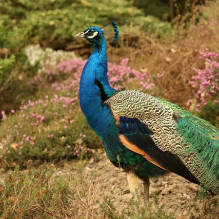 Ein Leben lang in der Tierwelt 