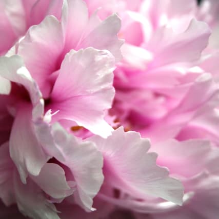 Pfingstrose - Da blüht uns was