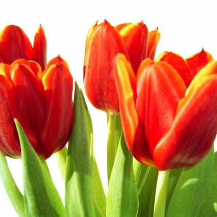 Plüss' Punkte: Viagra für Blumen