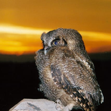 Plüss' Punkte - Unnützes Wissen