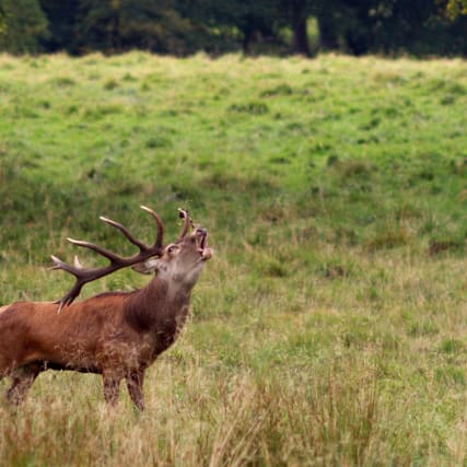 Plüss Punkte - Ängstliche Hirsche