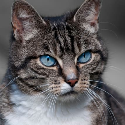 Plüss' Punkte - Von wegen Naschkatze