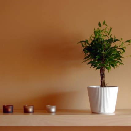 Plüss' Punkte - Unnützes Wissen