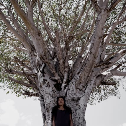 Kunst-Tipp: About Trees im Zentrum Paul Klee Bern