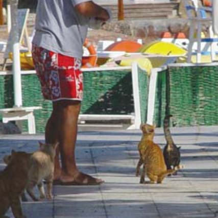 Tierfreundliche Hotels