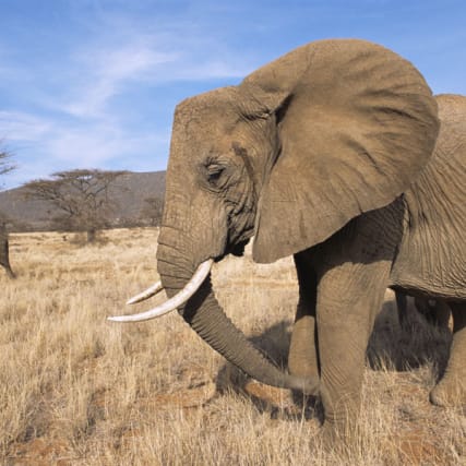 Tierwelt - Oma hat das sagen