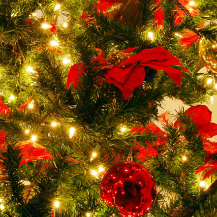 Christ- baumtipps vom Baum -experten