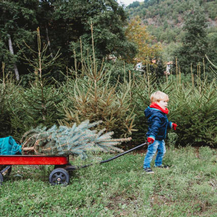 Alternative zum Weihnachtsbaum
