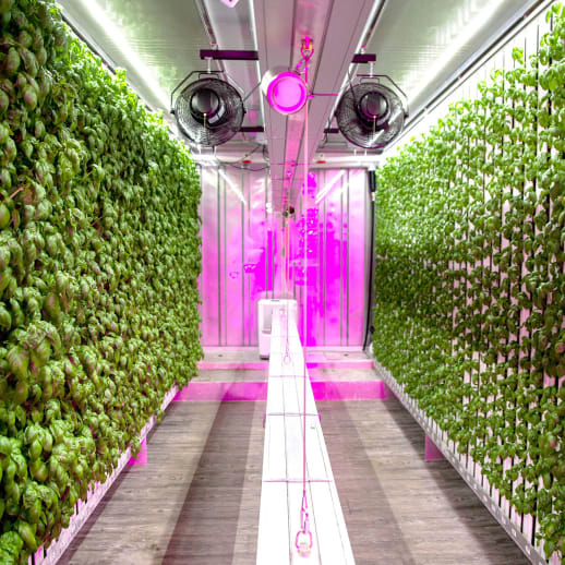 Gemüsezucht ohne Licht? Dieses Start-up revolutioniert das Indoor-Farming