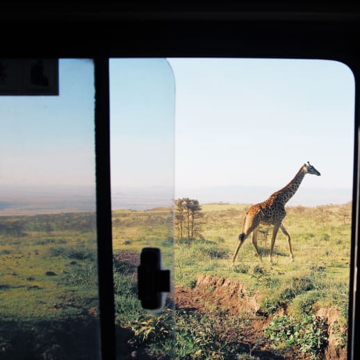Wie ist es eigentlich, alles hinter sich zu lassen, um Safari-Guide zu werden?