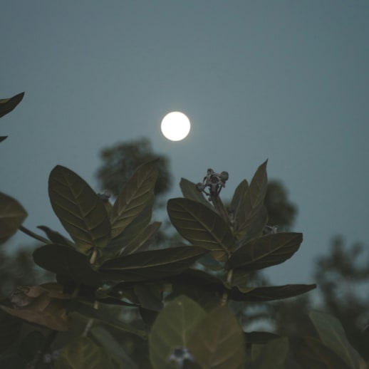 Vollmond im Löwen am 1. Februar 2026: Mit Glanz und Gloria