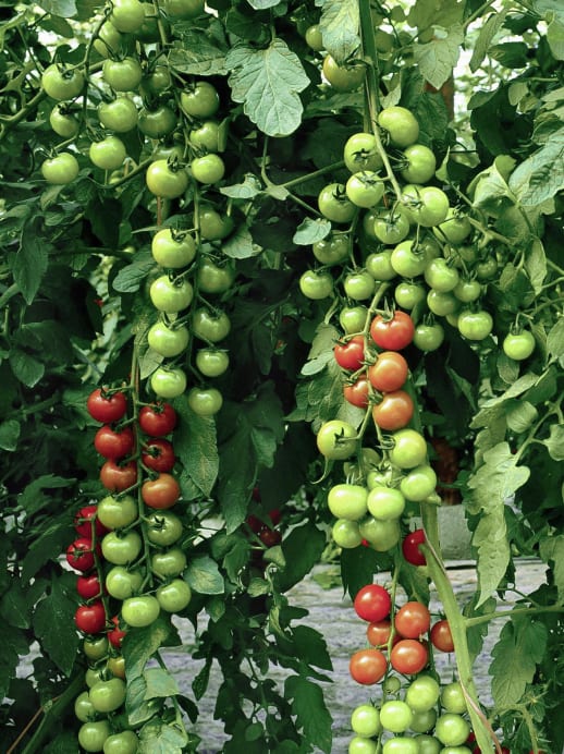 Tipps für Tomaten auf dem Balkon oder im Garten