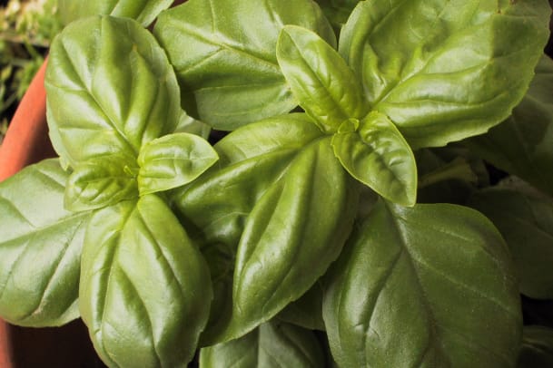Rezept für Pesto basilico