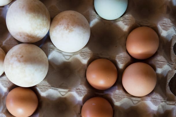 Alles was Sie über Eier wissen müssen