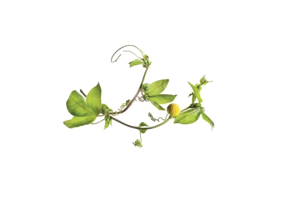 Natur - Astreine Anti-Aging-Wunderwaffe