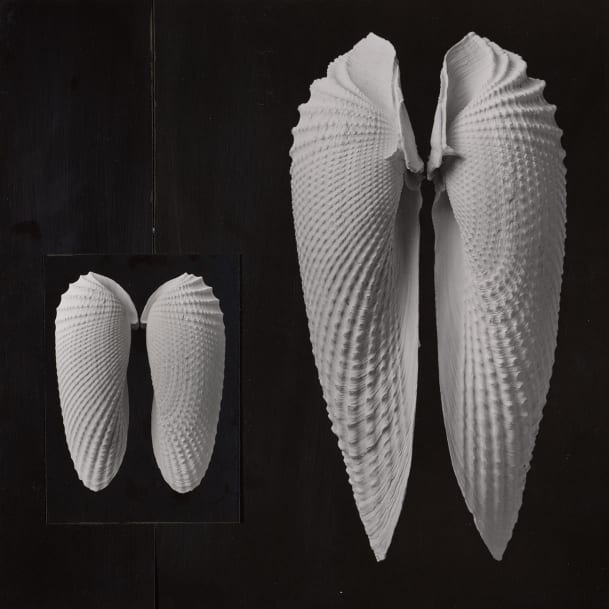 Muschelstudie (Barnea costata) im Studio fotografiert Zirka 1960 von Leni Willimann-Thöni