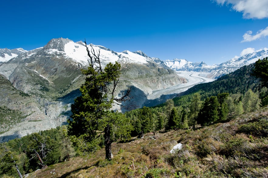 Aletschwald
