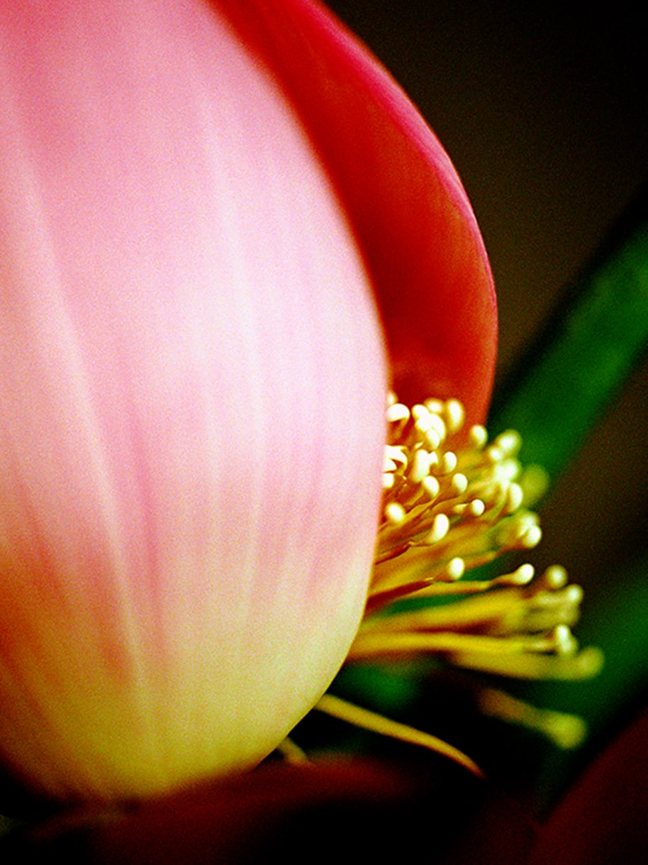 Xiao-Hui-Wang, The Eros of Flowers – Essence (Pink), 1999–2004; Galerie Glaab