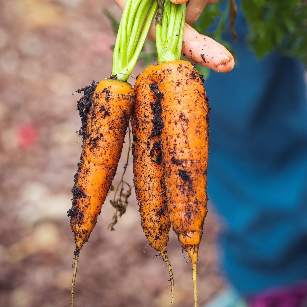 Nachhaltigkeit beim Einkaufen: Grüne Frage: Rettet bio die Welt Nachhaltigkeit beim Einkaufen: Grüne Frage: Rettet bio die Welt