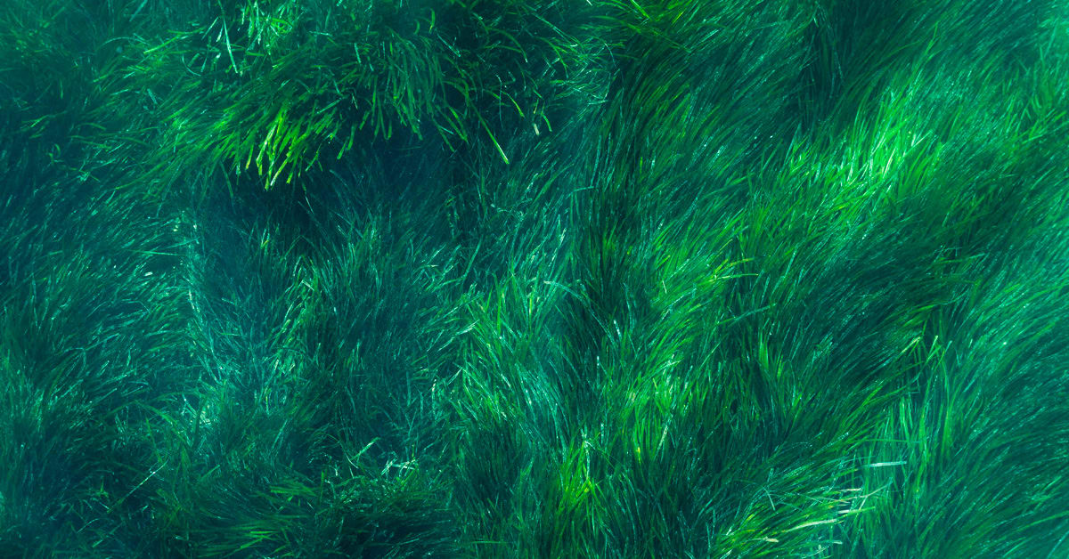 Seegras-in-Not-Zehntausende-eingecr-mte-Schwimmer-innen-sind-ein-Problem-