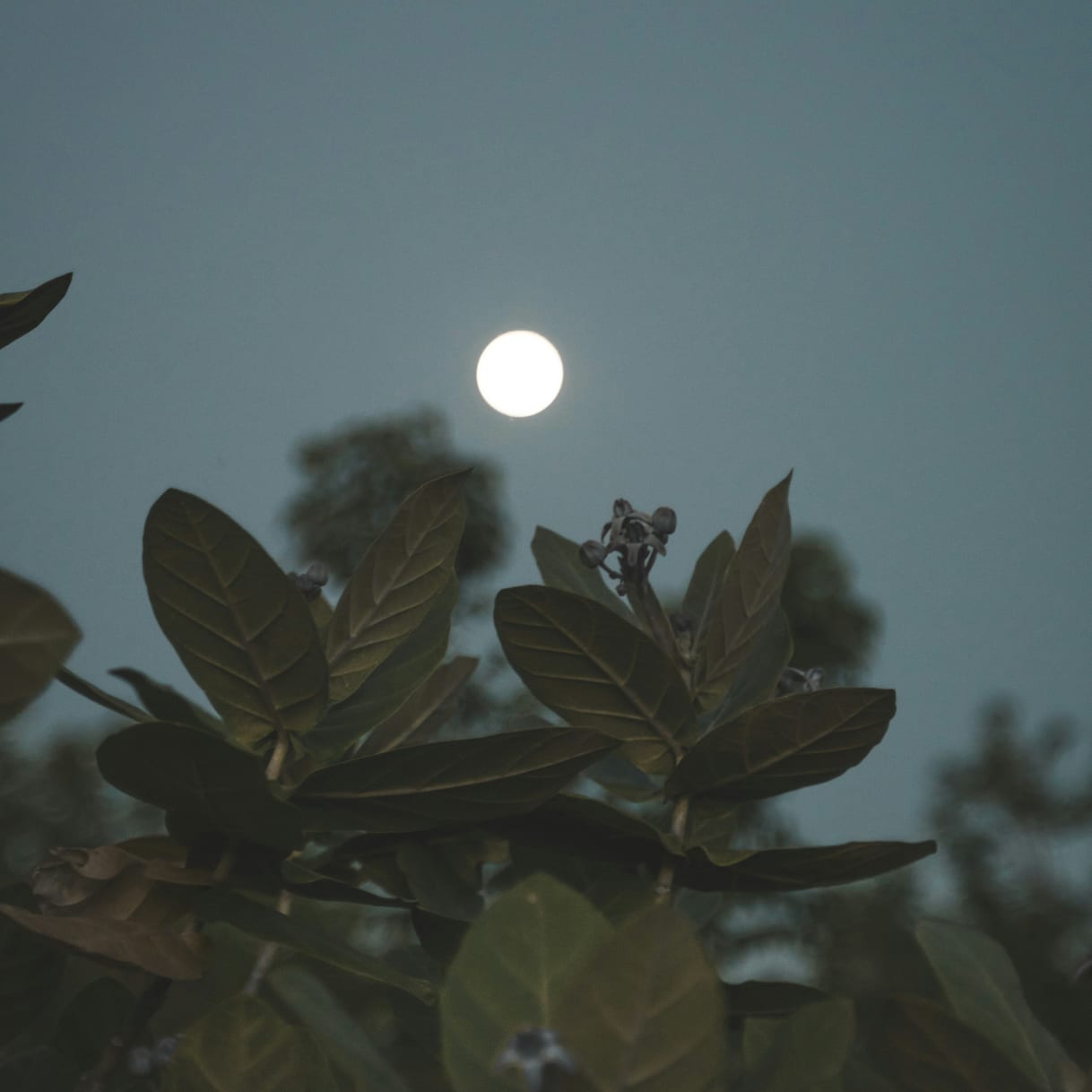 Vollmond-im-L-wen-am-1-Februar-2026-Mit-Glanz-und-Gloria