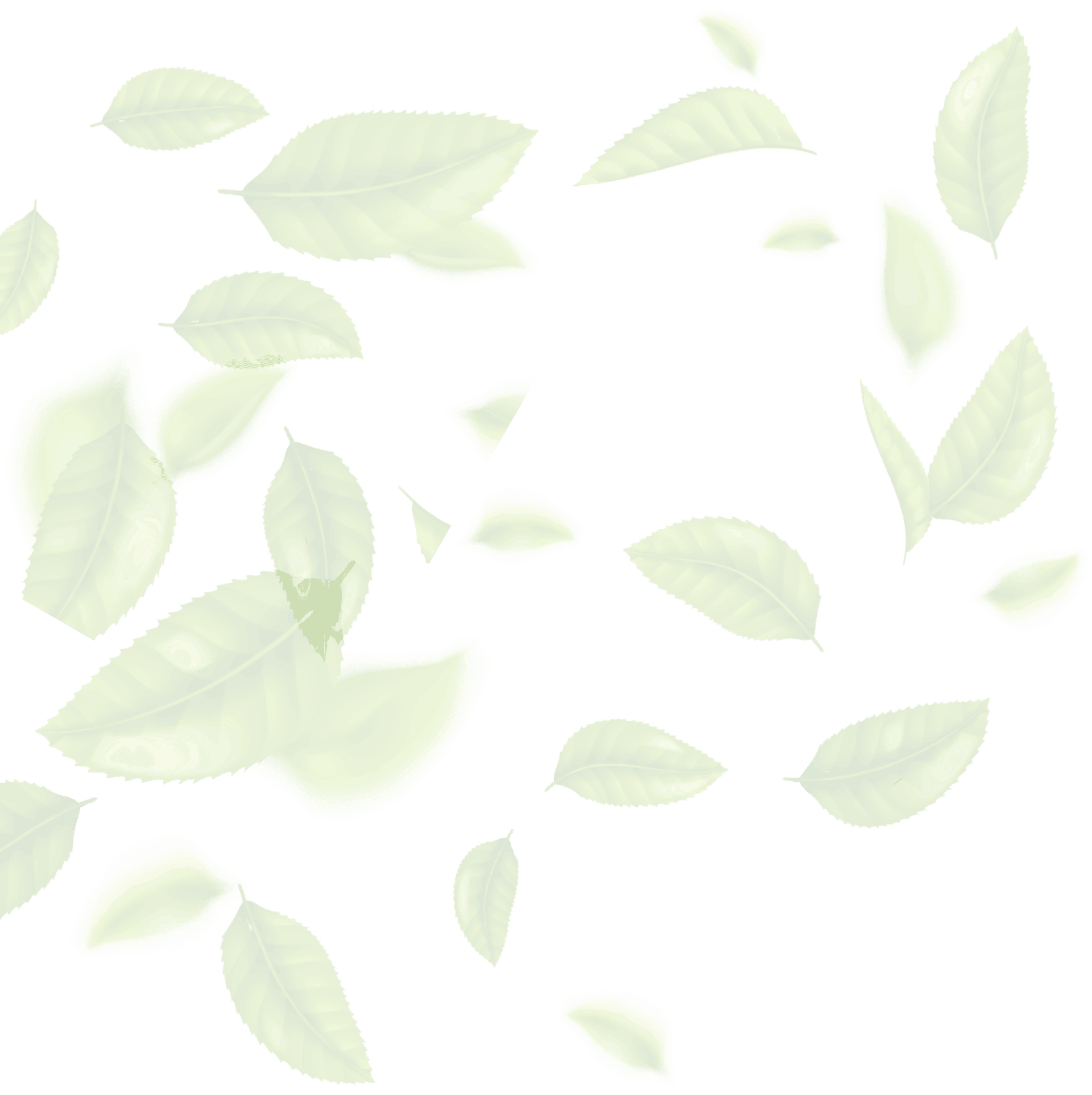 Verdant Vitality: Lush Tulsi Leaves - A Natural Remedy for Holistic Well-being