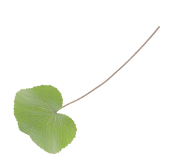 vegetable are good for health