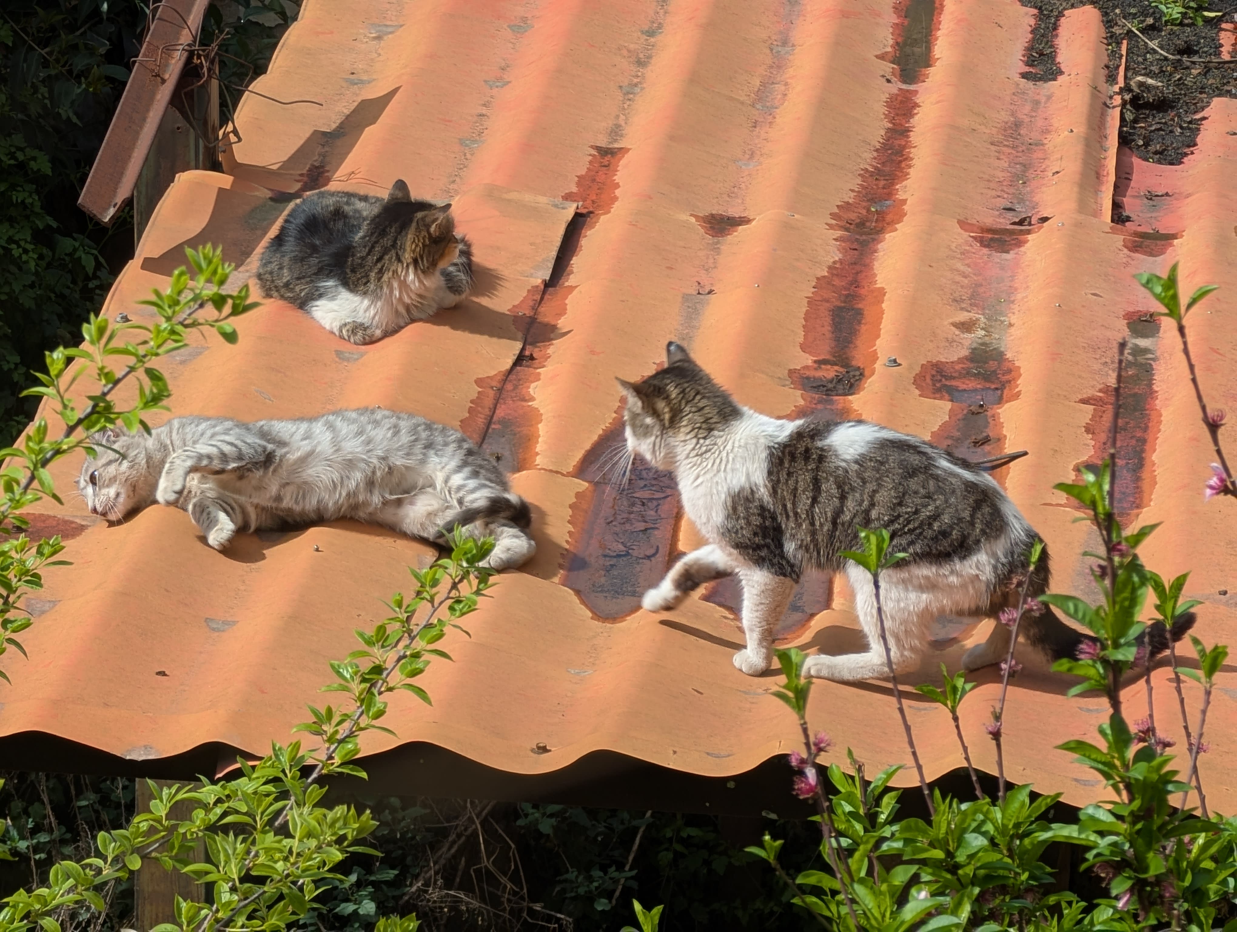 Three cats playing on the roof in Tirana, Albania.
