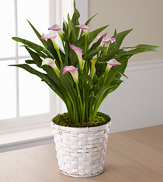 Calla Lily Planter