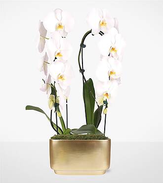 White Waterfall Orchid Garden - FedEx