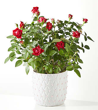 Pearl Kiss Red Mini Rose - FedEx