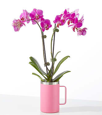 Amethyst Bloom Orchid - FedEx