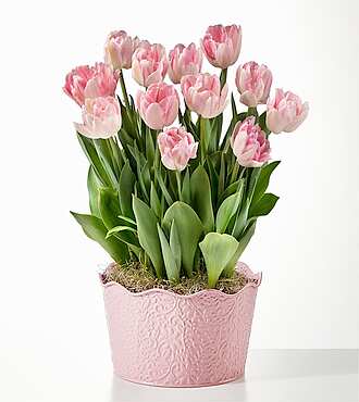 Here in My Heart Tulip Bulb Garden - FedEx