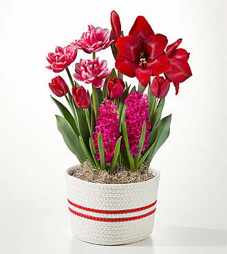 Simply Striking Bulb Garden - FedEx