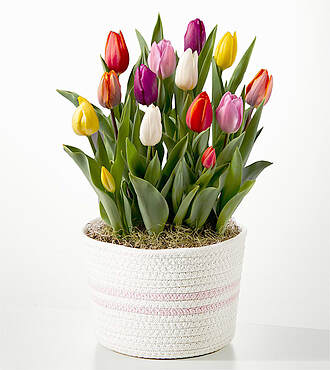 Rainbow Tulip Bulb Garden - FedEx